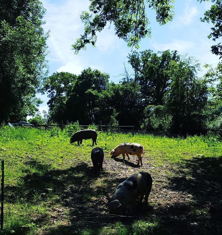 阿克斯明斯特Meadow Barn别墅 外观 照片